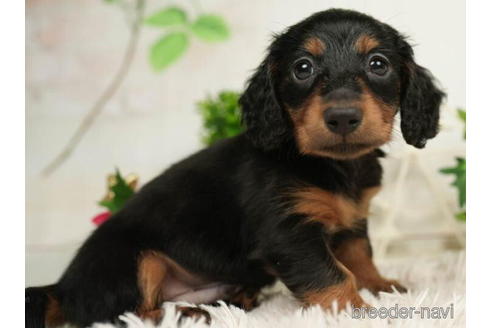 成約済の千葉県のミニチュアダックスフンド(ロングヘアード)-208858の3枚目